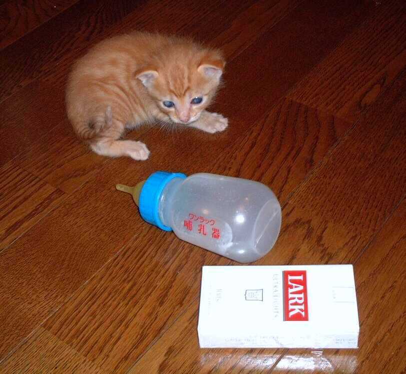 猫と哺乳瓶